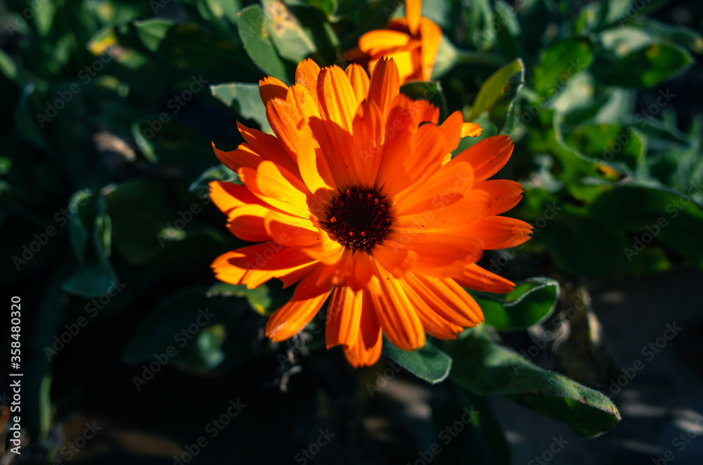 orange flower in the garden orange flower in the garden