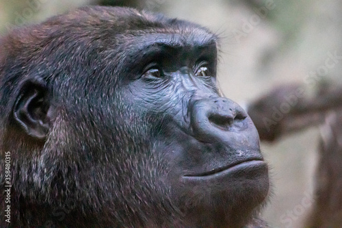 profile of a west african lowland gorilla