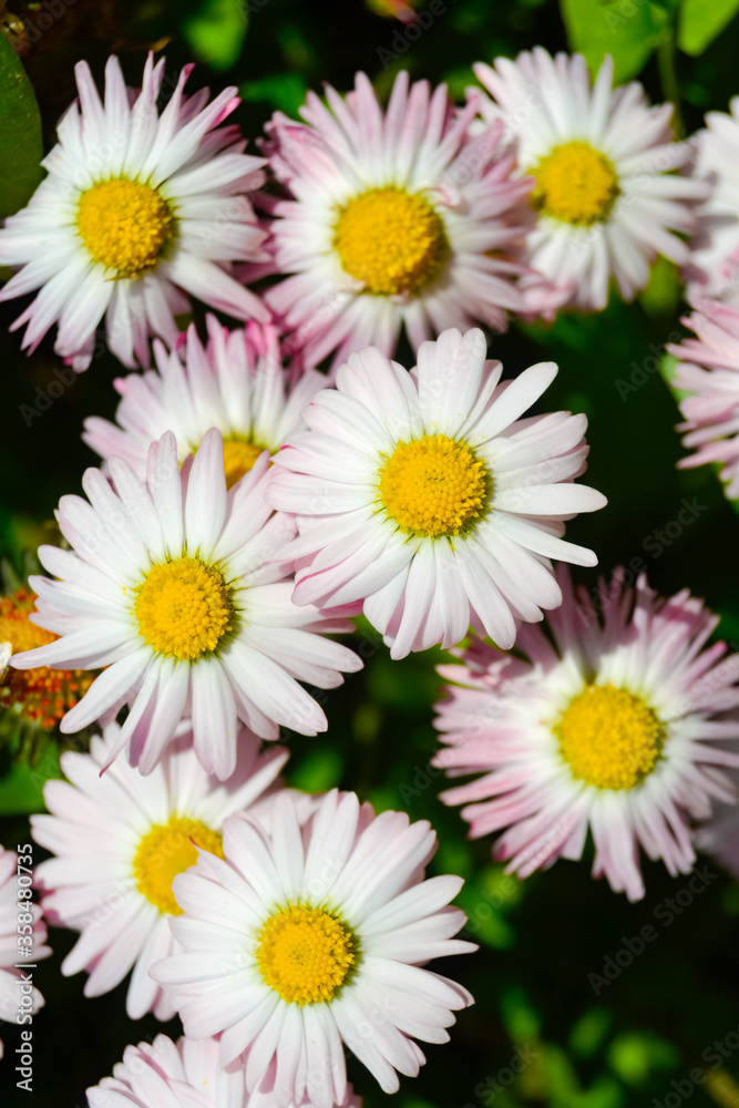 Fototapeta premium bouquet of daisies