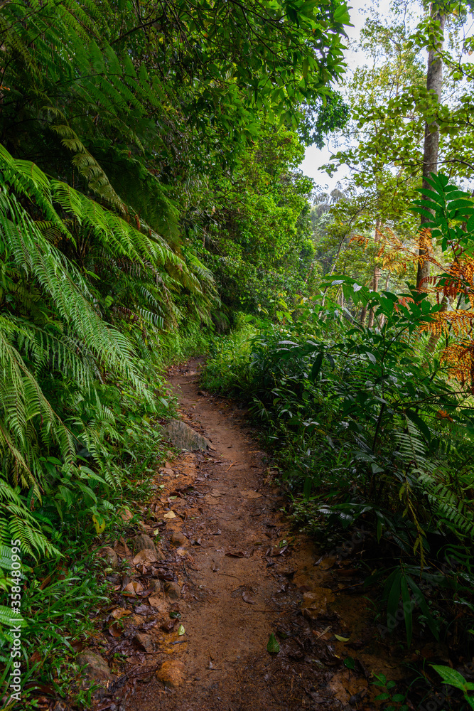 Fototapeta premium Nature of the Sinharaja Forest Reserve, a national park in Sri Lanka. UNESCO World Heritage
