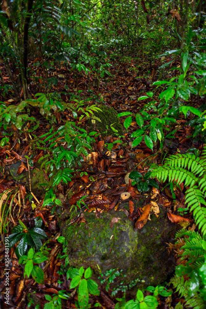 Sinharaja Forest Reserve, a national park in Sri Lanka. UNESCO World Heritage Sinharaja Forest Reserve, a national park in Sri Lanka. UNESCO World Heritage