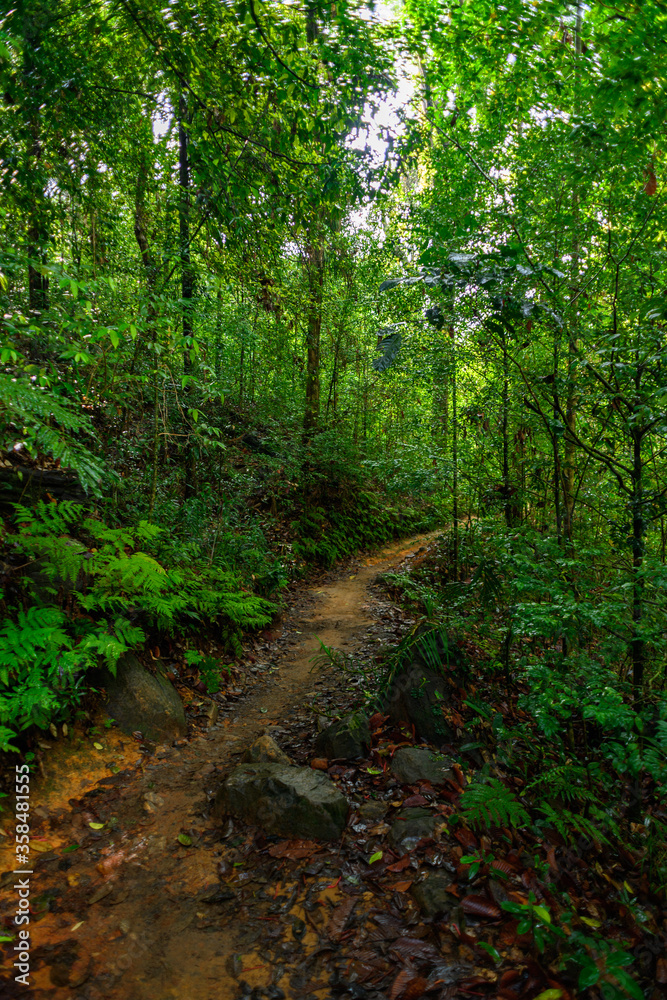 Narrow strip of the Sinharaja Forest Reserve,  a national park in Sri Lanka. UNESCO World Heritage