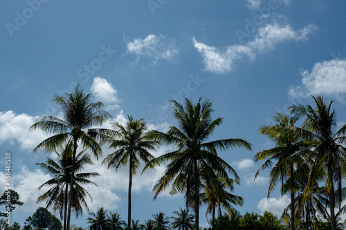 Palm trees on blue sky background  vintage look style
