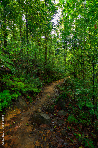 Narrow strip of the Sinharaja Forest Reserve, a national park in Sri Lanka. UNESCO World Heritage
