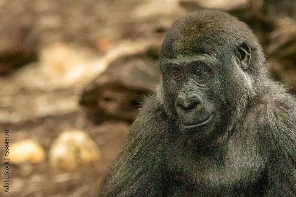 young gorilla against a rocky background