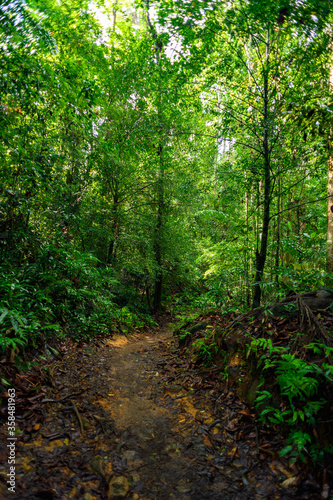 Fototapeta Naklejka Na Ścianę i Meble -  Sinharaja Forest Reserve,  a national park in Sri Lanka. UNESCO World Heritage