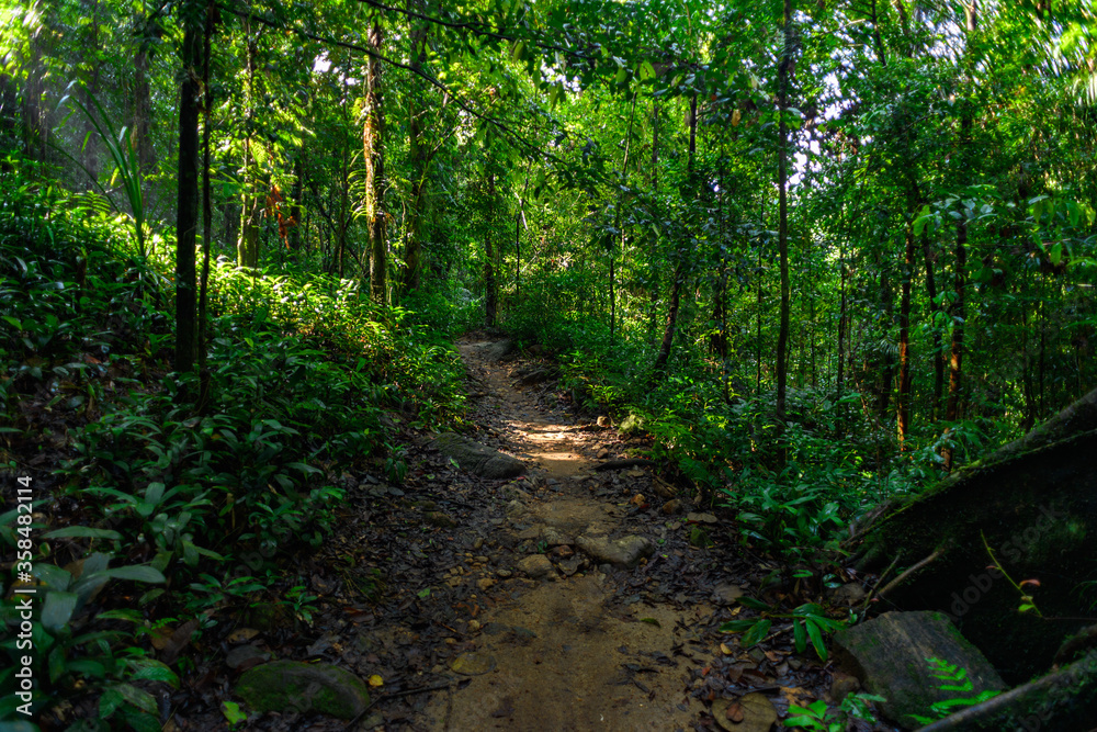 Nature of the Sinharaja Forest Reserve, a national park in Sri Lanka. UNESCO World Heritage Nature of the Sinharaja Forest Reserve, a national park in Sri Lanka. UNESCO World Heritage