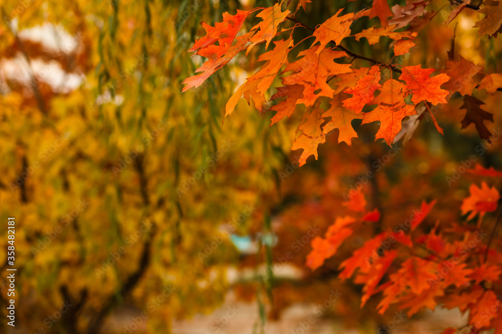 Collection of Beautiful Colorful Autumn Leaves green, yellow, orange, red Collection of Beautiful Colorful Autumn Leaves green, yellow, orange, red