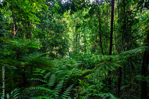 Nature of the Sinharaja Forest Reserve, a national park in Sri Lanka. UNESCO World Heritage