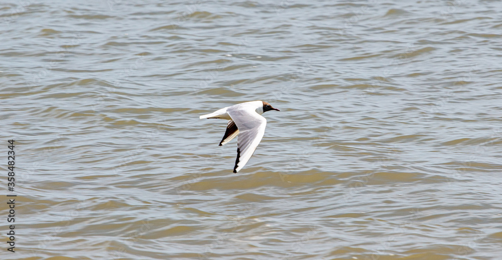 Sea Birds in flight at the coast