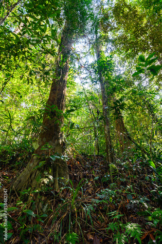 Sinharaja Forest Reserve,  a national park in Sri Lanka. UNESCO World Heritage © Anton Ivanov Photo