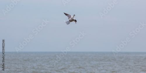 Sea Birds in flight at the coast