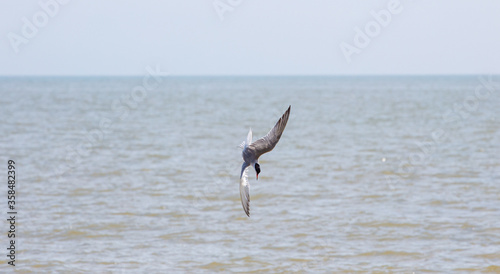 Sea Birds in flight at the coast