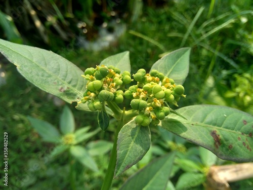 Euphorbia heterophylla, also known fireplant, painted euphorbia, Japanese poinsettia, desert poinsettia, wild poinsettia, fire on the mountain, paintedleaf, painted spurge, milkweed and kaliko plant.