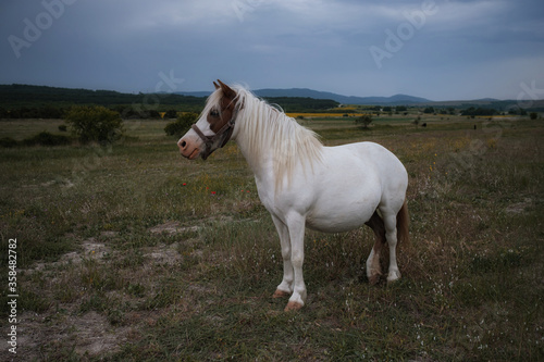 Beautiful white pony on the field in the village. Cloudy weather