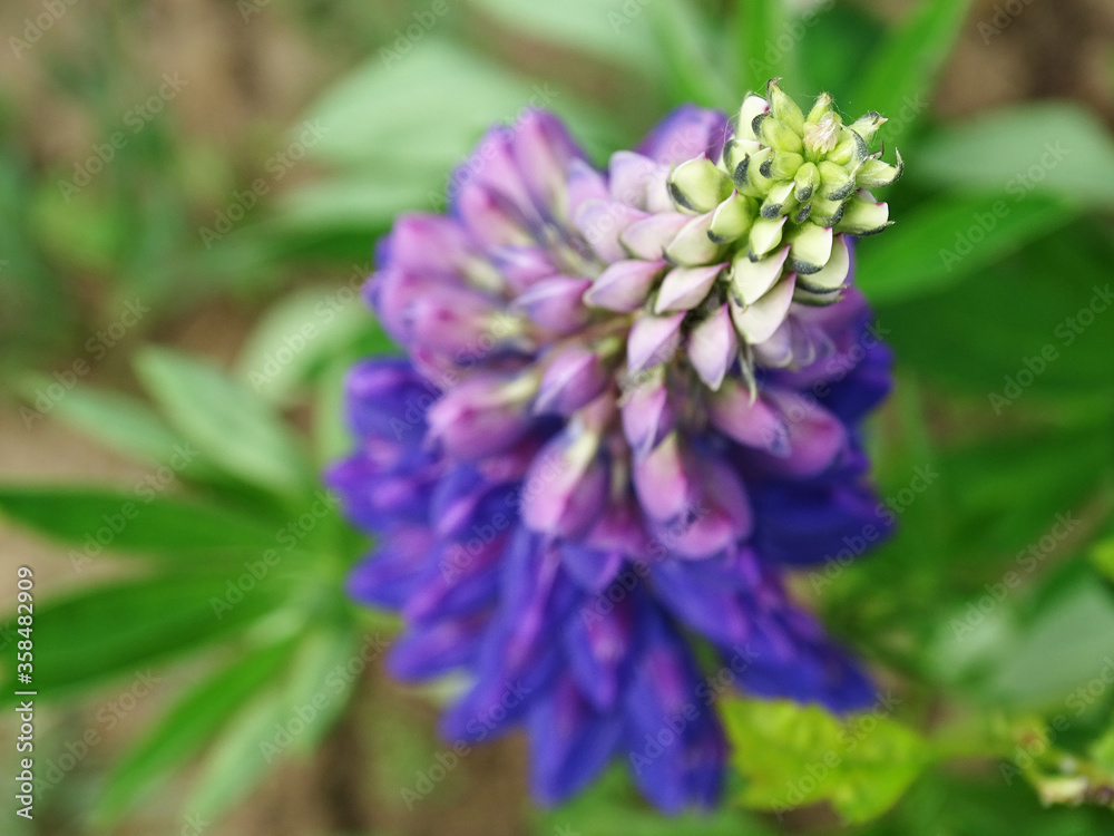 Lupine inflorescence top view, flower in focus Lupine inflorescence top view, flower in focus