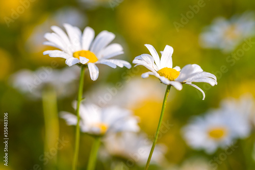 daisies in the field ,macro photo