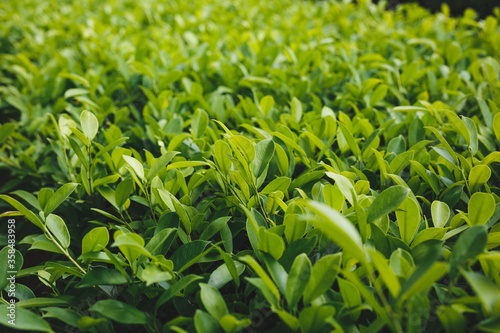 Green leaves in the sunlight