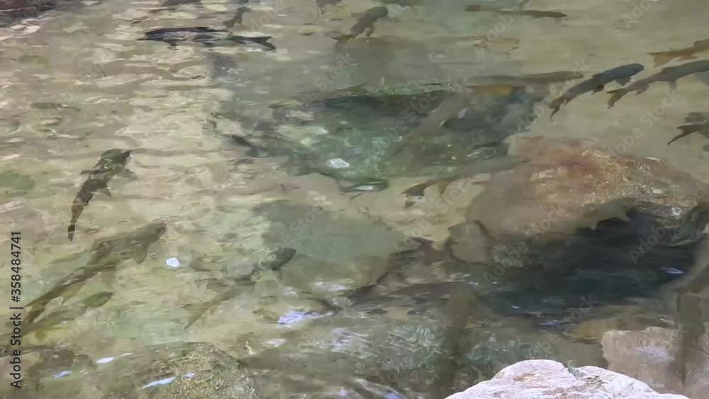 mahseer barb fish in stream mahseer barb fish in stream