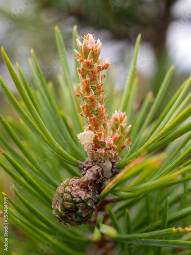 pine branch with green cones