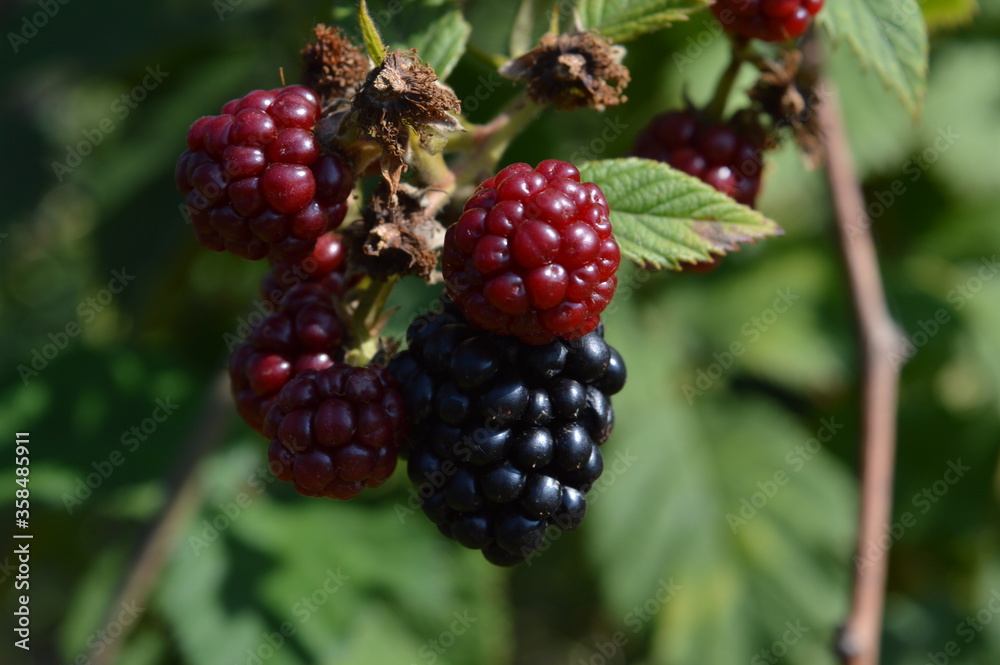 blackberry on a branch blackberry on a branch