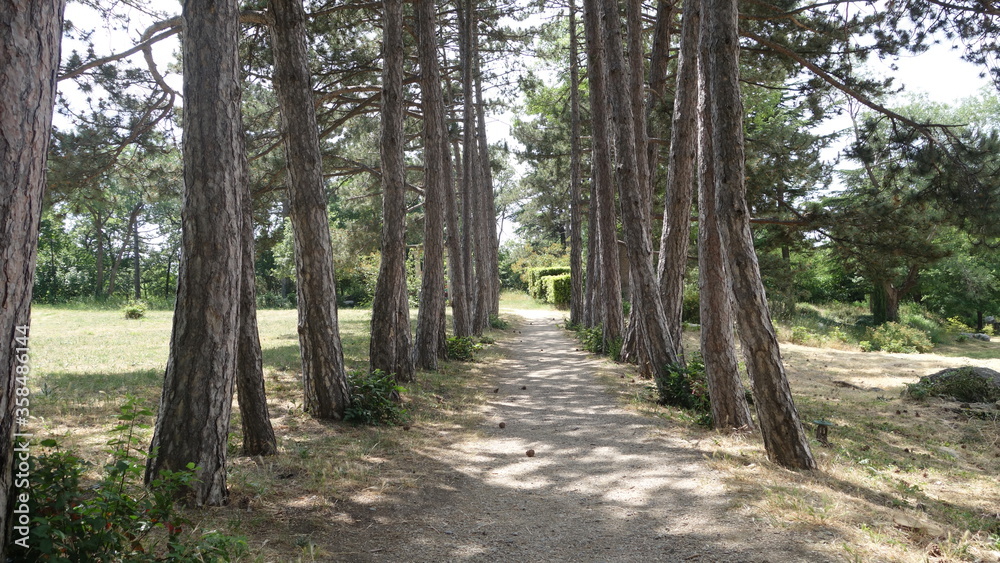 Obraz premium Tree trunks along a narrow road