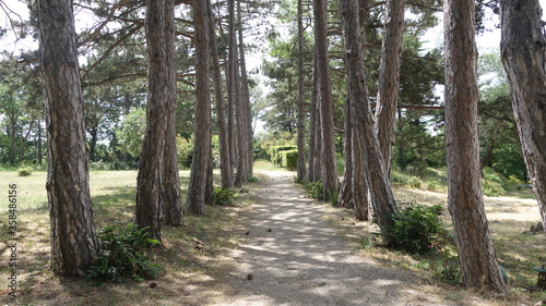 Tree trunks along a narrow road