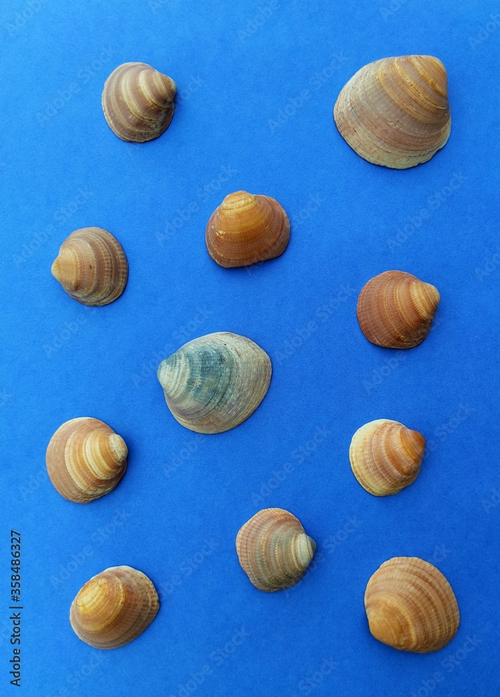 Creative flat lay set seashells decorative pattern. Concept of summer travel vacations. Top view of mollusk shells on blue background in minimal style. Tourist travel banner design template. Creative flat lay set seashells decorative pattern. Concept of summer travel vacations. Top view of mollusk shells on blue background in minimal style. Tourist travel banner design template.