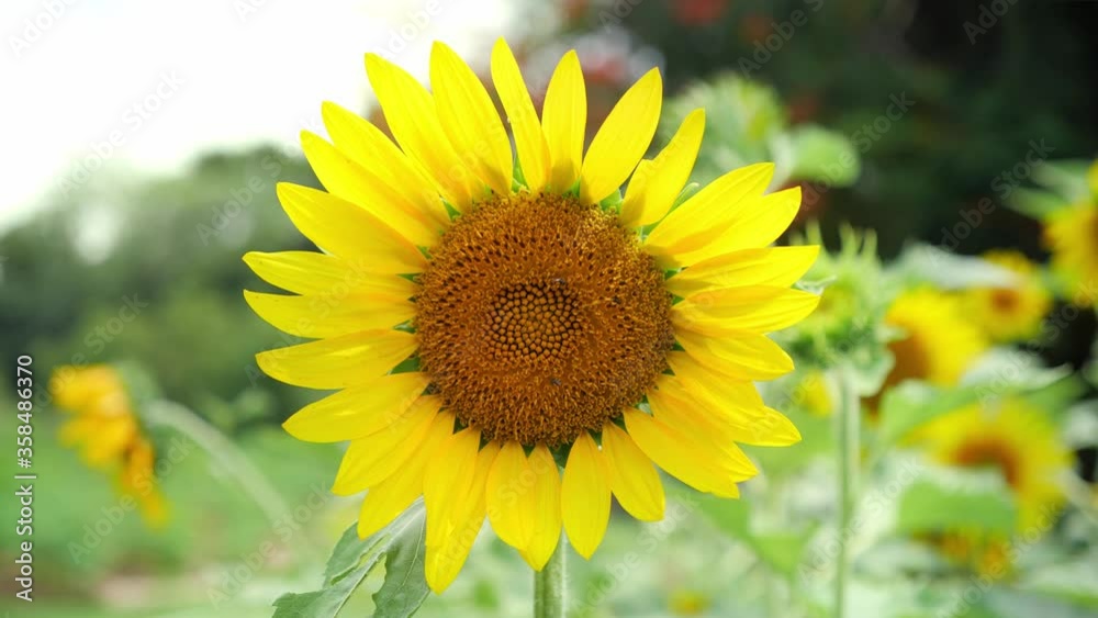 Field of sunflowers. Beautiful yellow sunflower flowers 4K. Field of sunflowers. Beautiful yellow sunflower flowers 4K.