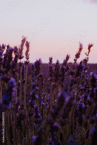 Beautiful detail of scented lavender flowers field perfect Radiant Orchid color in Provence France. Image for agriculture  perfume  cosmetics SPA  medical industries and diverse advertising materials