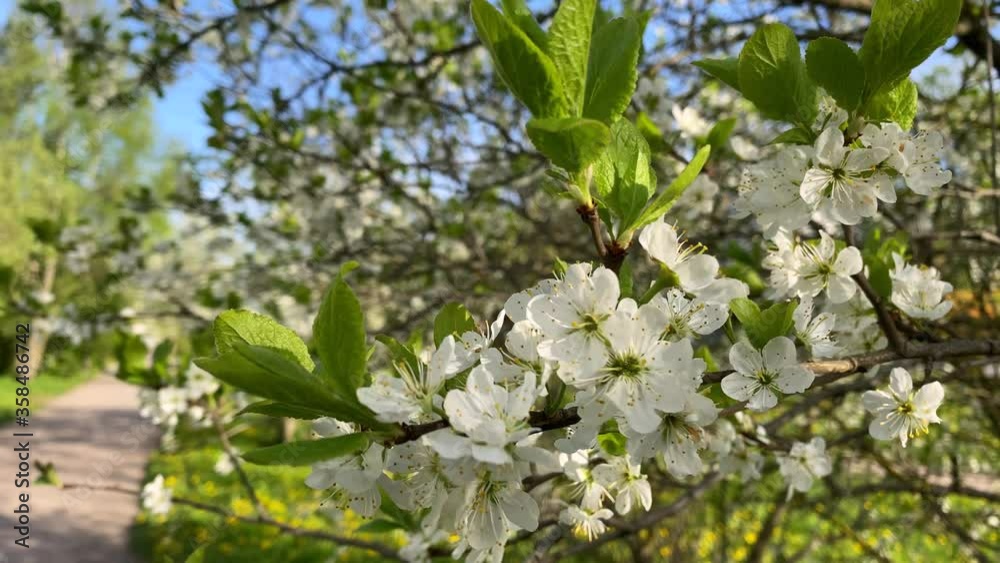 branch of a blossoming tree. white flowers on a tree. branch of a blossoming tree. white flowers on a tree.