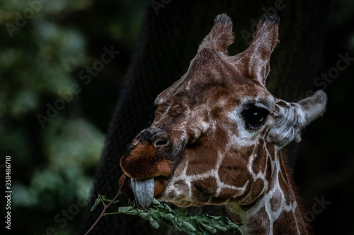 Fine art of a giraffe eating a branch © Ralph Lear