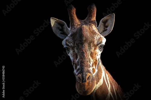 fine art portrait of a giraffe