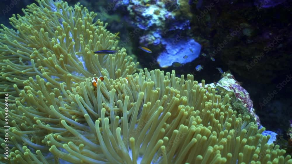 High angle close-up of clownfish swimming over sea anemone in ocean - Wakatobi Regency, Indonesia High angle close-up of clownfish swimming over sea anemone in ocean - Wakatobi Regency, Indonesia