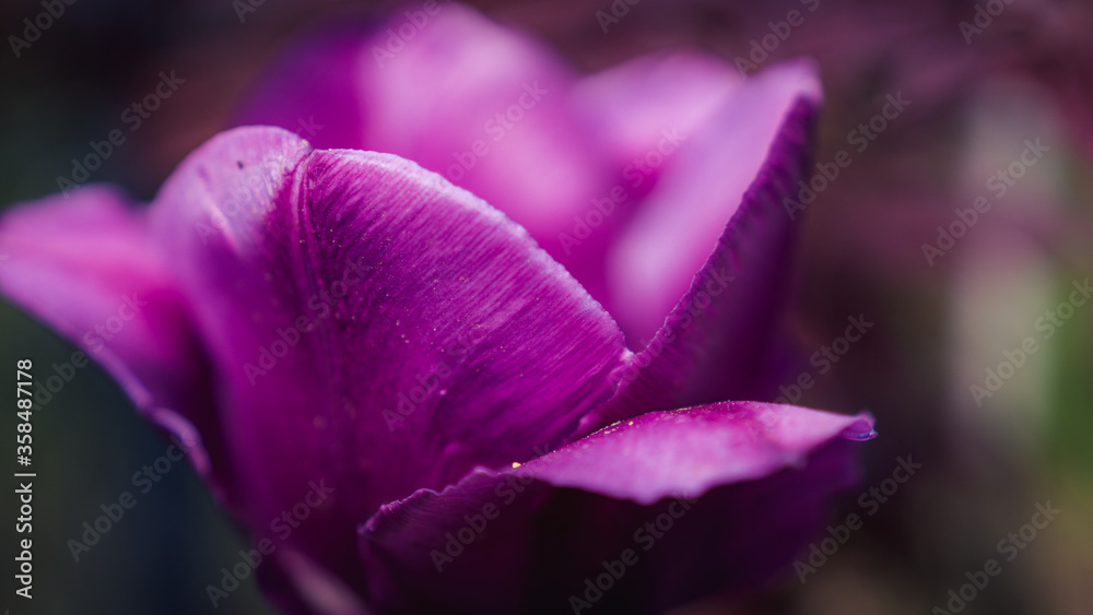 Purple flower closeup