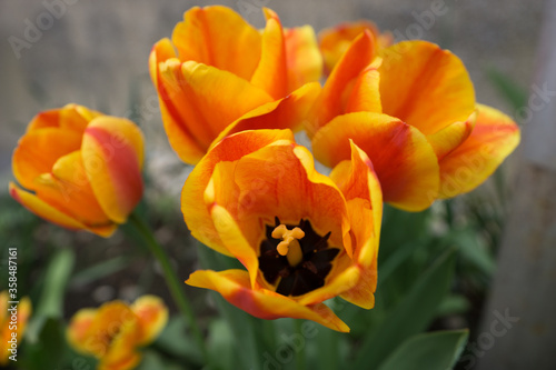 Orange flower closeup