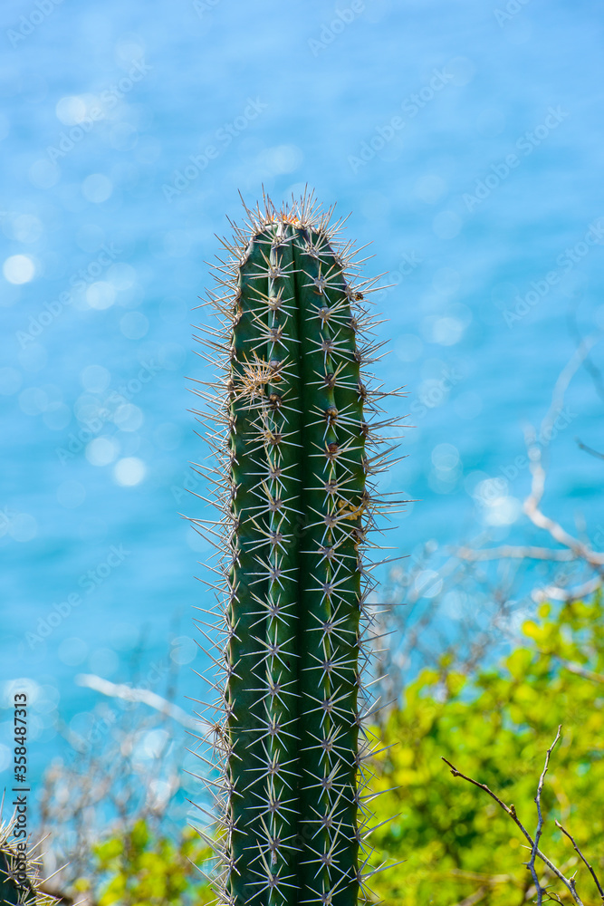 Naklejka premium It's Narute of the Isla Margarita, Venezuela