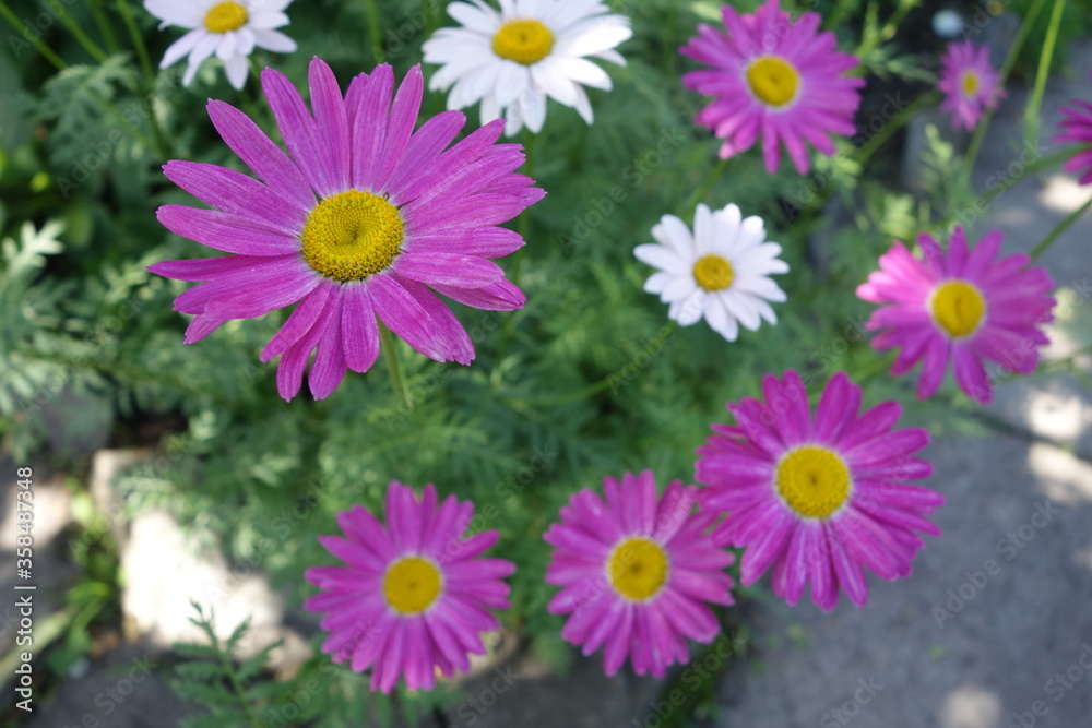 Daisies white and lilac on a background of green leaves Daisies white and lilac on a background of green leaves