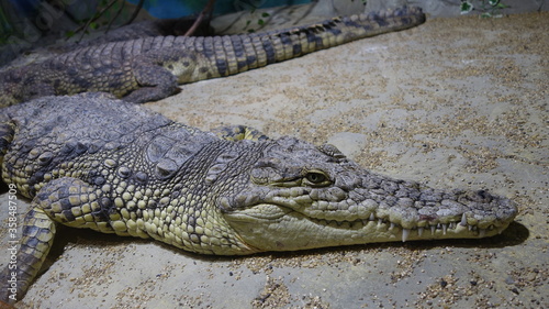 The crocodile is lying on the floor