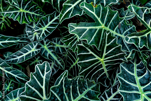 view of Elephant ear (Caladium candidum) leaves on  the garden. photo