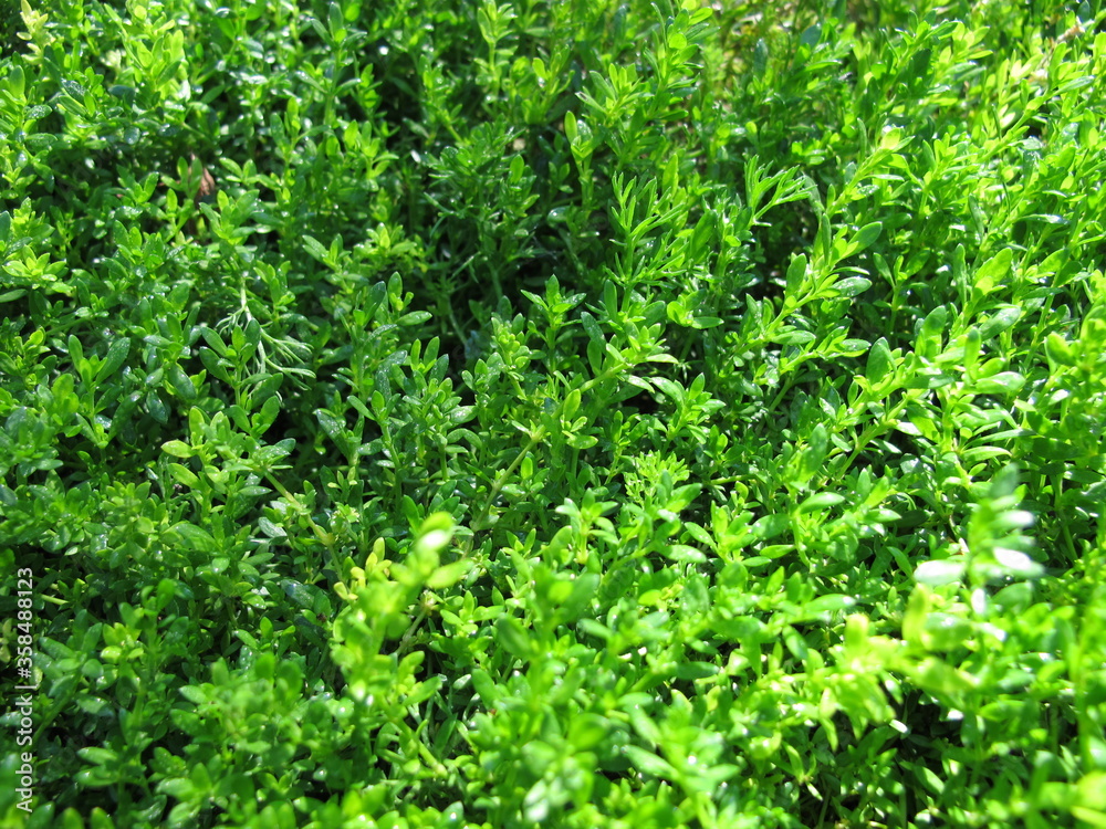 Smooth rupturewort, Herniaria glabra, a groundcover in the garden Smooth rupturewort, Herniaria glabra, a groundcover in the garden