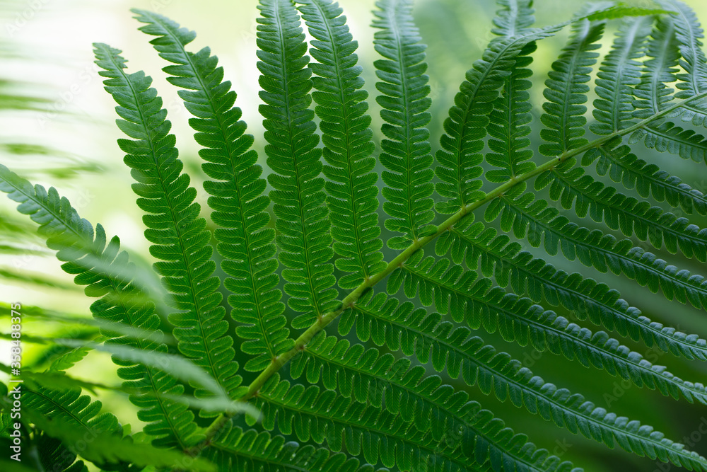 Bright green fern leaves in a Sunny forest. Macro texture Bright green fern leaves in a Sunny forest. Macro texture