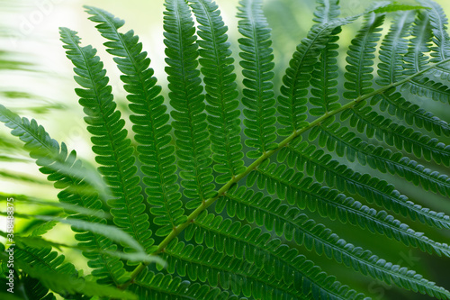 Bright green fern leaves in a Sunny forest. Macro texture