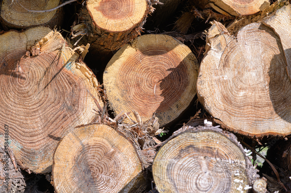 Cut and stack cedar trees. I can see the rings of the tree.