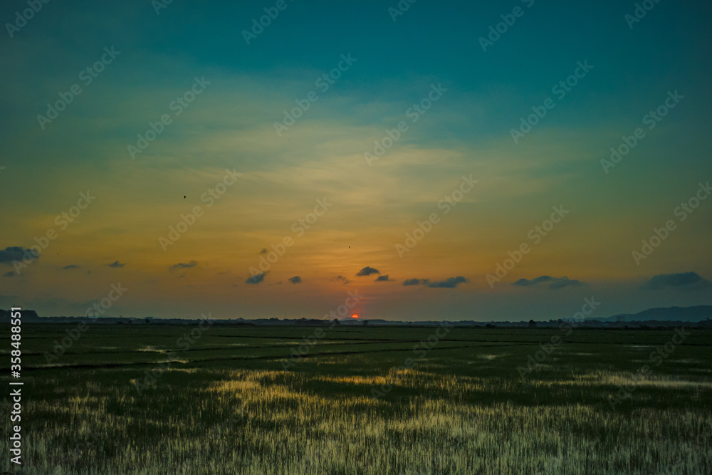 beautiful spring sunset on rice field