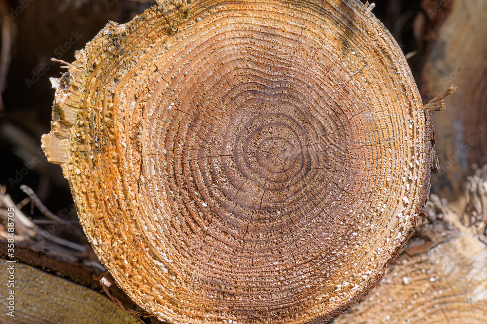 Cut and stack cedar trees. I can see the rings of the tree. Cut and stack cedar trees. I can see the rings of the tree.