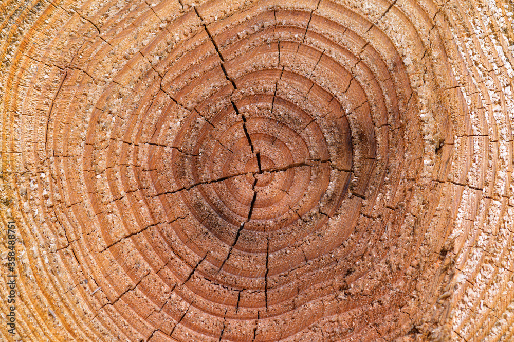 Naklejka premium Cut and stack cedar trees. I can see the rings of the tree.