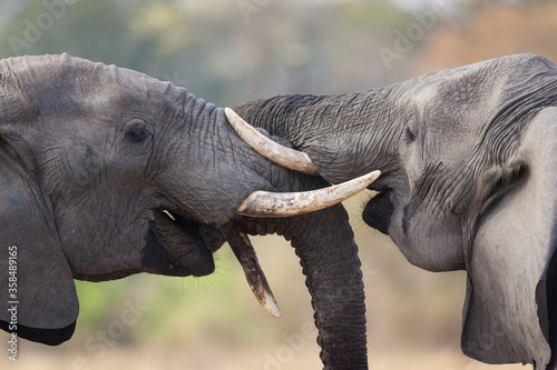 Photography Closeup on two elephants greeting each other in Kruger Park South Africa