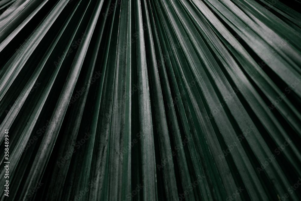 Dark green leaf close-up. Minimalism, macro, straight lines, background. Dark green leaf close-up. Minimalism, macro, straight lines, background.