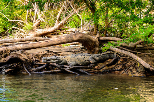 Crocodile on bank of the Sumidero Canyon, National Park, Chipas, Mexico.